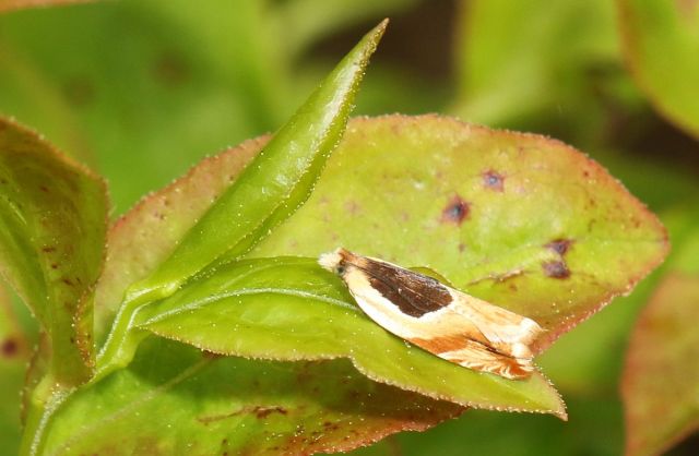 Oak Leaffolder Moth