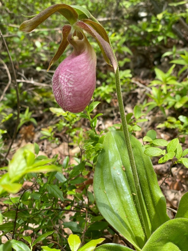 Pink Lady Slipper with leaves